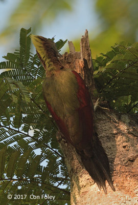 Woodpecker, Checker-throated (female)