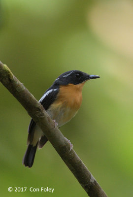 Flycatcher, Rufous-chested