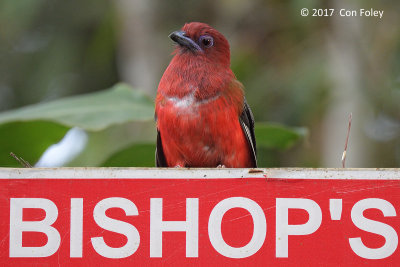 Trogon, Red-headed (male) @ Bishops Trail