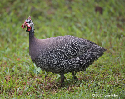 Guineafowl, Saharan Helmeted (Numida meleagris meleagris)