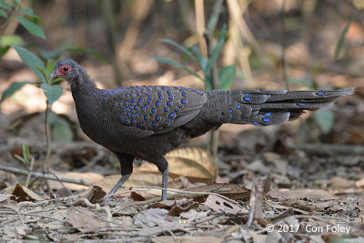 Pheasant, Germain's Peacock