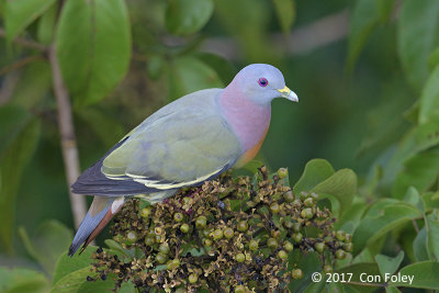 Pigeon, Pink-necked Green (male) @ Jelutong
