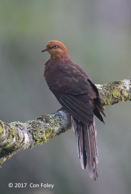 Dove, Little Cuckoo (male) @ Telecom Loop