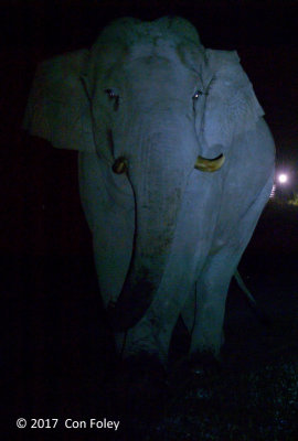 Asian Elephant (male)