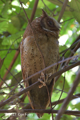 Owl, White-fronted Scops