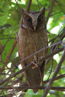 Owl, White-fronted Scops