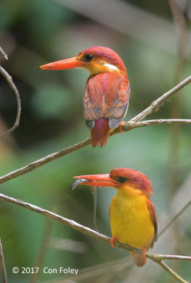 Kingfisher, Rufous-backed