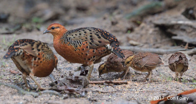 Partridge, Ferruginous @ Bukit Tinggi