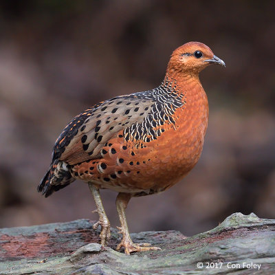 Partridge, Ferruginous @ Bukit Tinggi