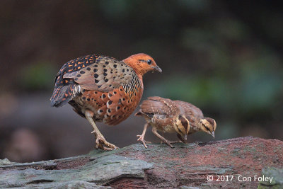 Partridge, Ferruginous @ Bukit Tinggi