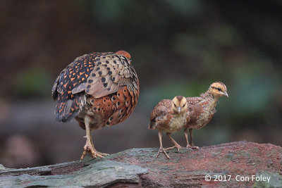 Partridge, Ferruginous @ Bukit Tinggi