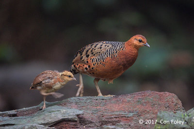 Partridge, Ferruginous @ Bukit Tinggi