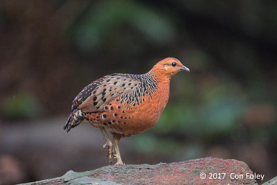 Partridge, Ferruginous @ Bukit Tinggi