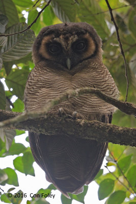 Owl, Brown Wood @ Hemmant Trail