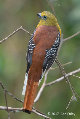 Trogon, Orange-breasted (male) @ Bukit Tinggi