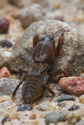 Mole Cricket (sp)