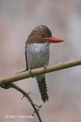 Kingfisher, Banded ( female) @ Bach Ma