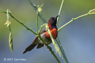 Sunbird, Black-throated (male) @ Di Linh