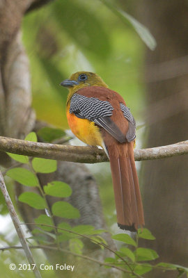 Trogon, Orange-breasted (male) @ Bach Ma