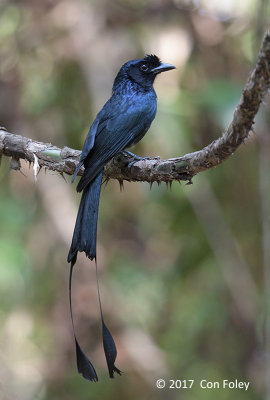 Drongo, Greater Racket-tailed @ Di Linh