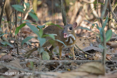 Mousedeer, Lesser @ Bach Ma