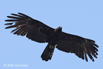 Eagle, Black @ Bach Ma