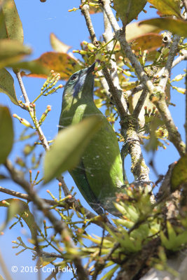 Leafbird, Orange-bellied (female) @ Mang Den