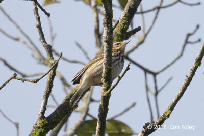 Pipit, Olive-backed @ Mang Ri