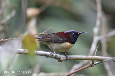 Sunbird, Black-throated (male) @ Mang Den