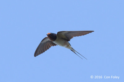 Swallow, Barn @ Bach Ma