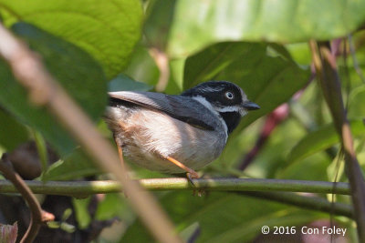 Tit, Grey-crowned @ Bach Ma