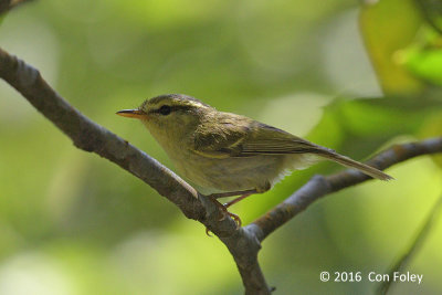 Warbler, Kloss's Leaf @ Bach Ma