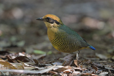 Pitta, Bar-bellied (female) @ Cat Tien