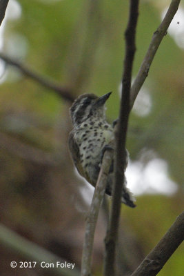 Piculet, Speckled @ Di Linh