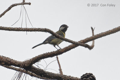 Tit, Green-backed @ Di Linh