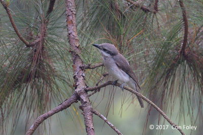 Wood-shrike, Large @ Di Linh