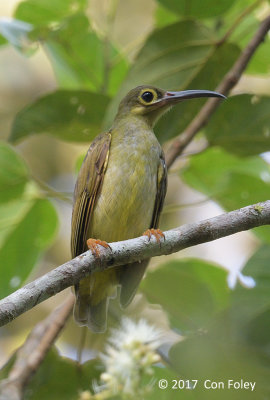 Spiderhunter, Spectacled