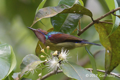Sunbird, Red-throated