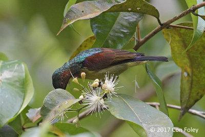 Sunbird, Red-throated (male)