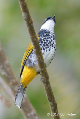 Bulbul, Scaly-breasted @ New Road