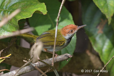 Tailorbird, Dark-necked (male) @ New Road