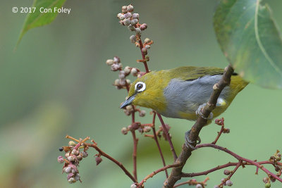 White-eye, Everetts @ New Road