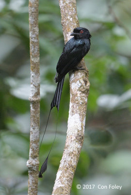 Drongo, Greater Racket-tailed @ Old Road