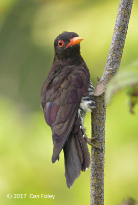 Cuckoo, Violet (male) @ JEG