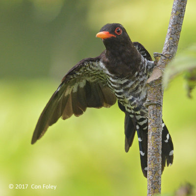 Cuckoo, Violet (male) @ JEG