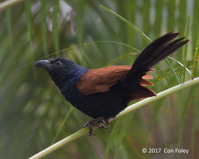 Coucal, Short-toed