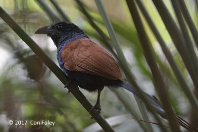 Coucal, Short-toed