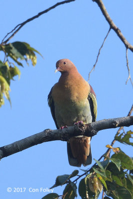 Pigeon, Cinnamon-headed Green