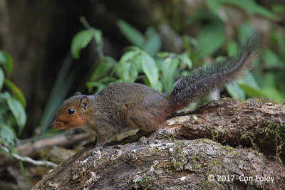 Red-cheeked Squirrel @ Vietnam