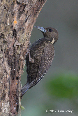 Woodpecker, Buff-necked (female)